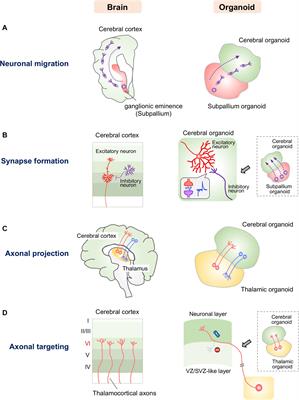 Challenges in Modeling Human Neural Circuit Formation via Brain Organoid Technology